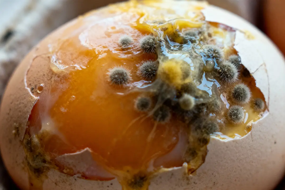 Oeuf cassé avec moisissures grises et jaunes sur la surface orange du jaune.