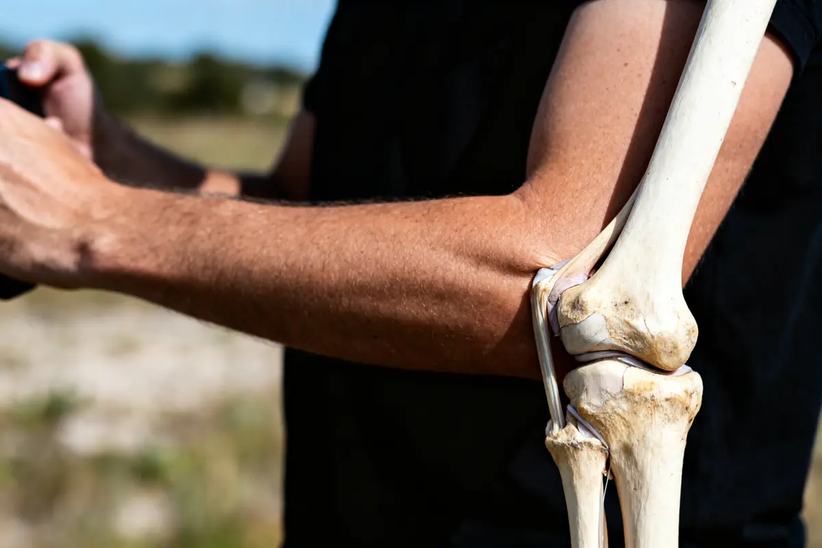 Bras humain exposé avec articulation du coude montrant les os et tendons en plein air.
