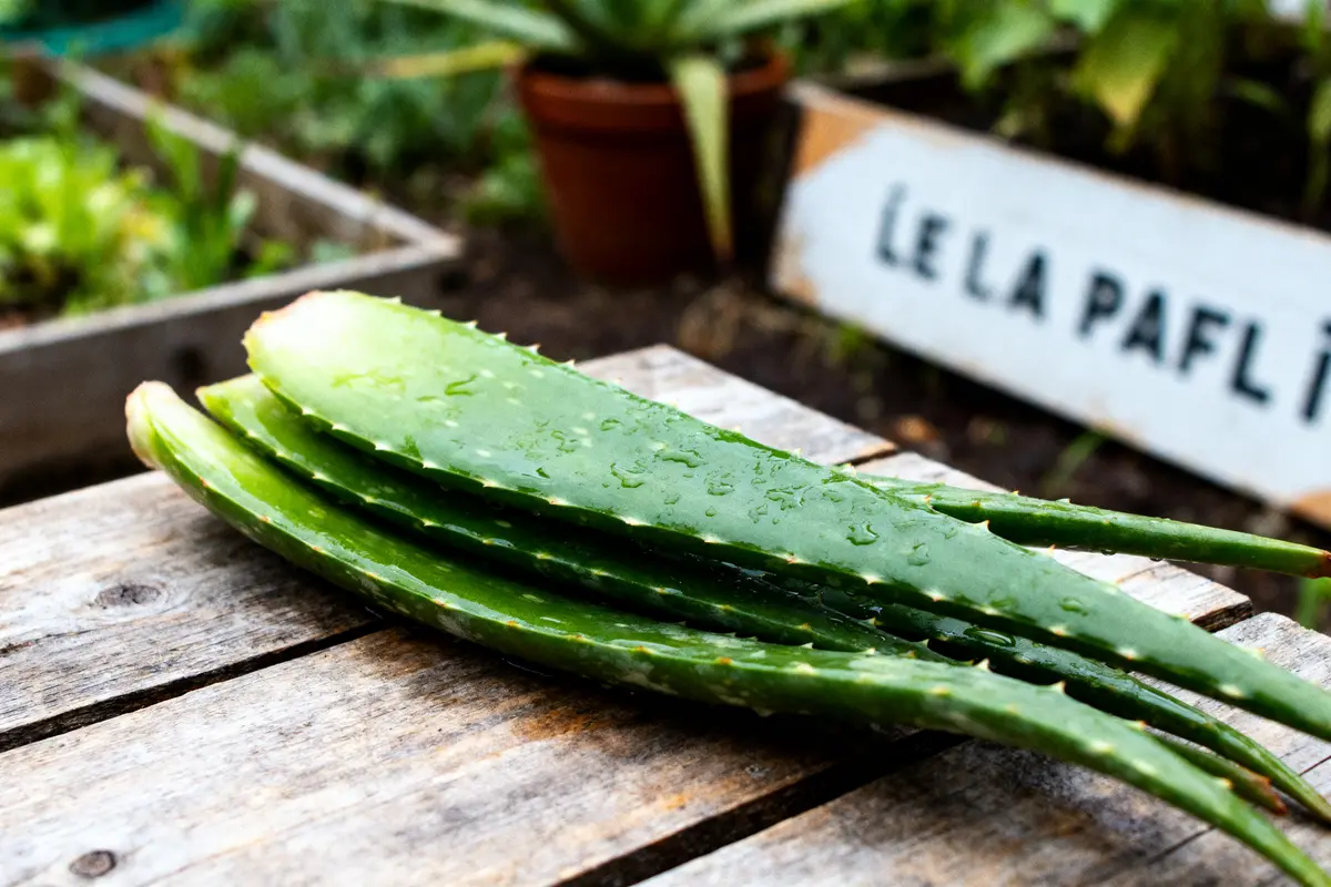 Feuilles d'aloe vera fraîches sur une table en bois dans un jardin, panneaux flous en arrière-plan.