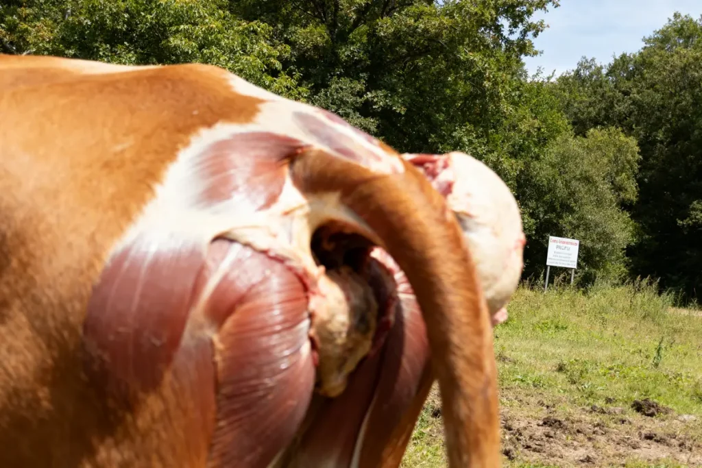 Vache exposant muscle piriforme en plein air avec arbres en arrière-plan
