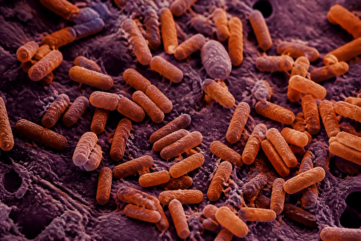 Bactérie Hafnia alvei : infections, probiotique et effets clés